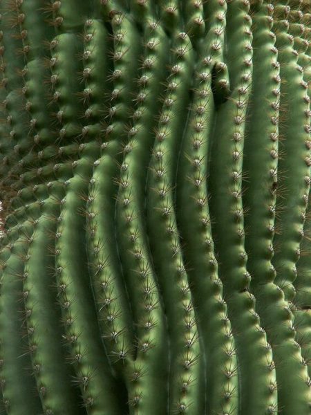 Courbes de cactus